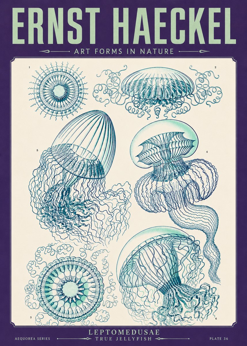Ernst Haeckel Leptomedusae True Jellyfish No4 - Plakat