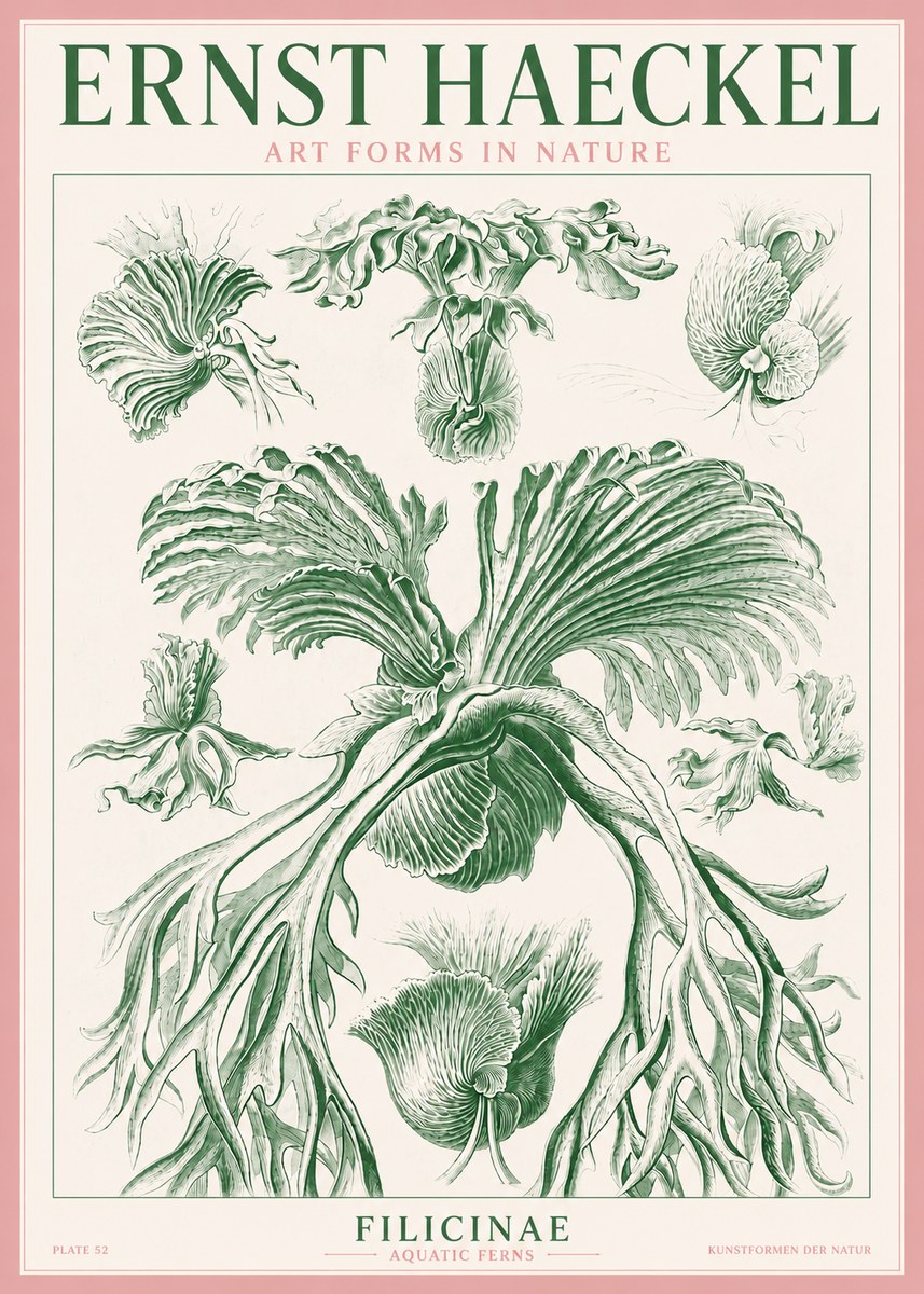 Ernst Haeckel Filicinae No3 - Plakat