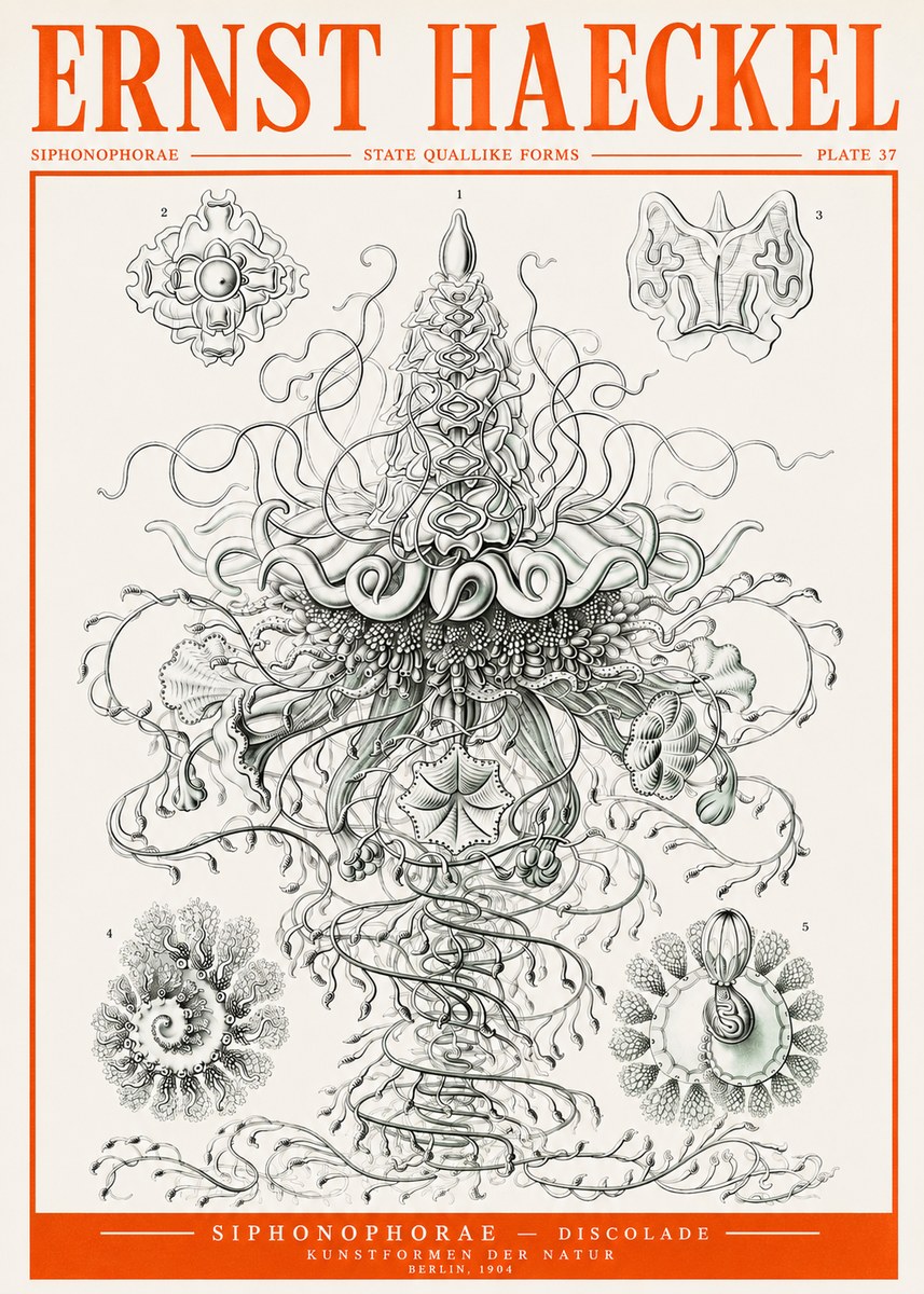 Ernst Haeckel Siphonophorae – State Quallike Forms No2 - Plakat