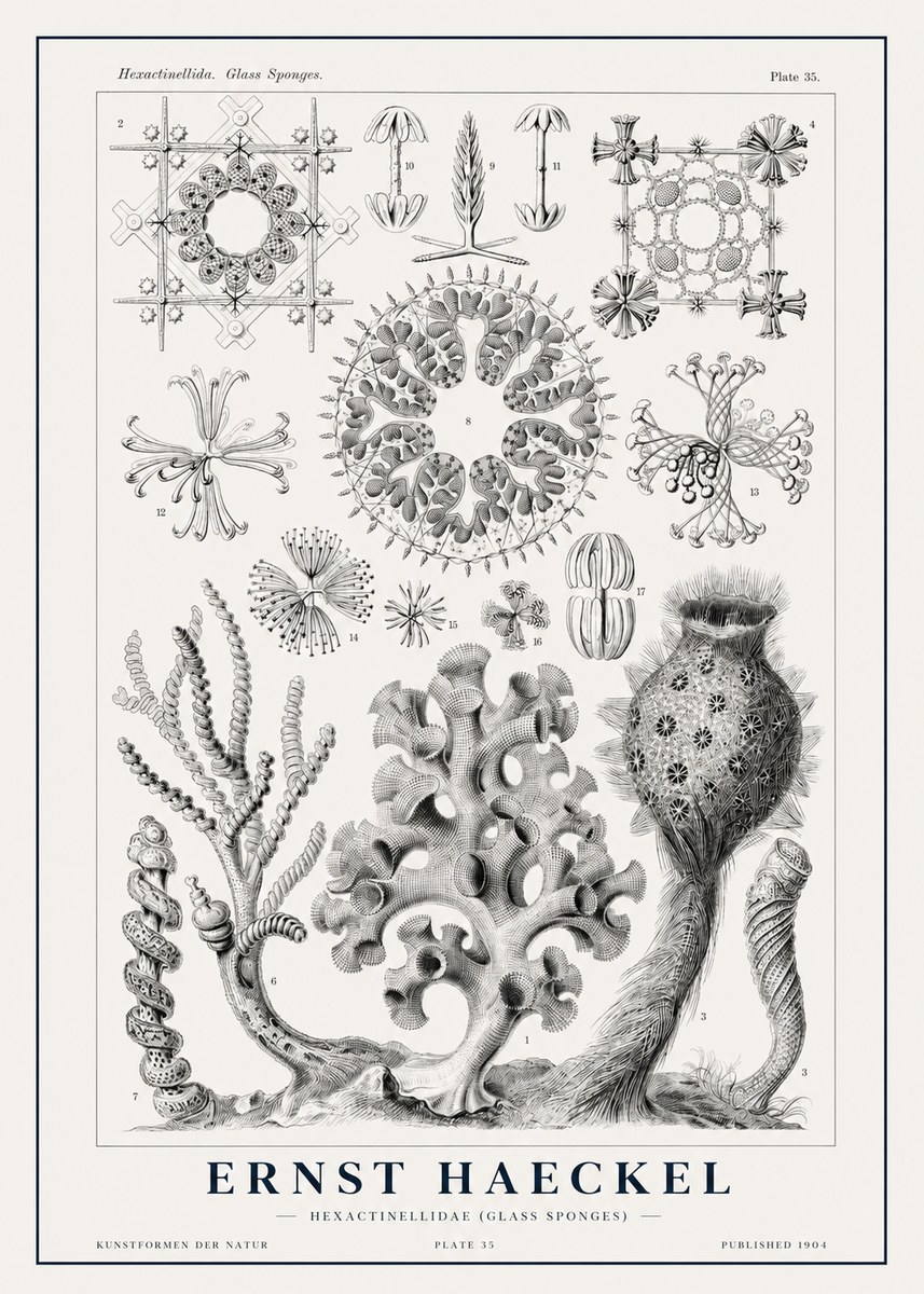 Ernst Haeckel Hexactinellida. Glass Sponges. No1 - Plakat
