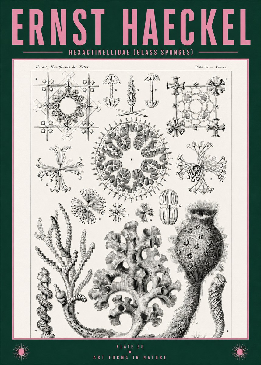 Ernst Haeckel Hexactinellida. Glass Sponges. No2 - Plakat