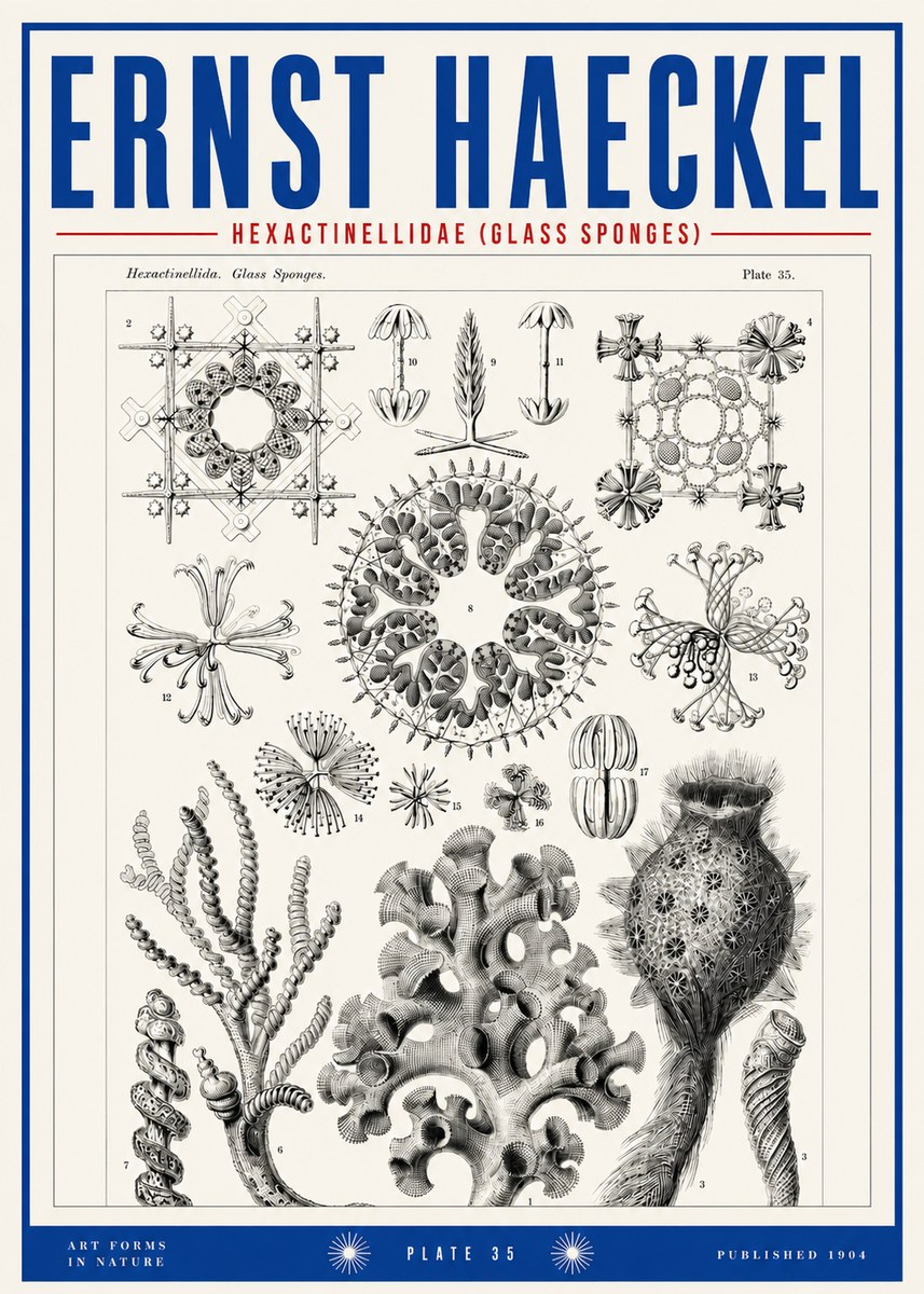 Ernst Haeckel Hexactinellida. Glass Sponges. No3 - Plakat