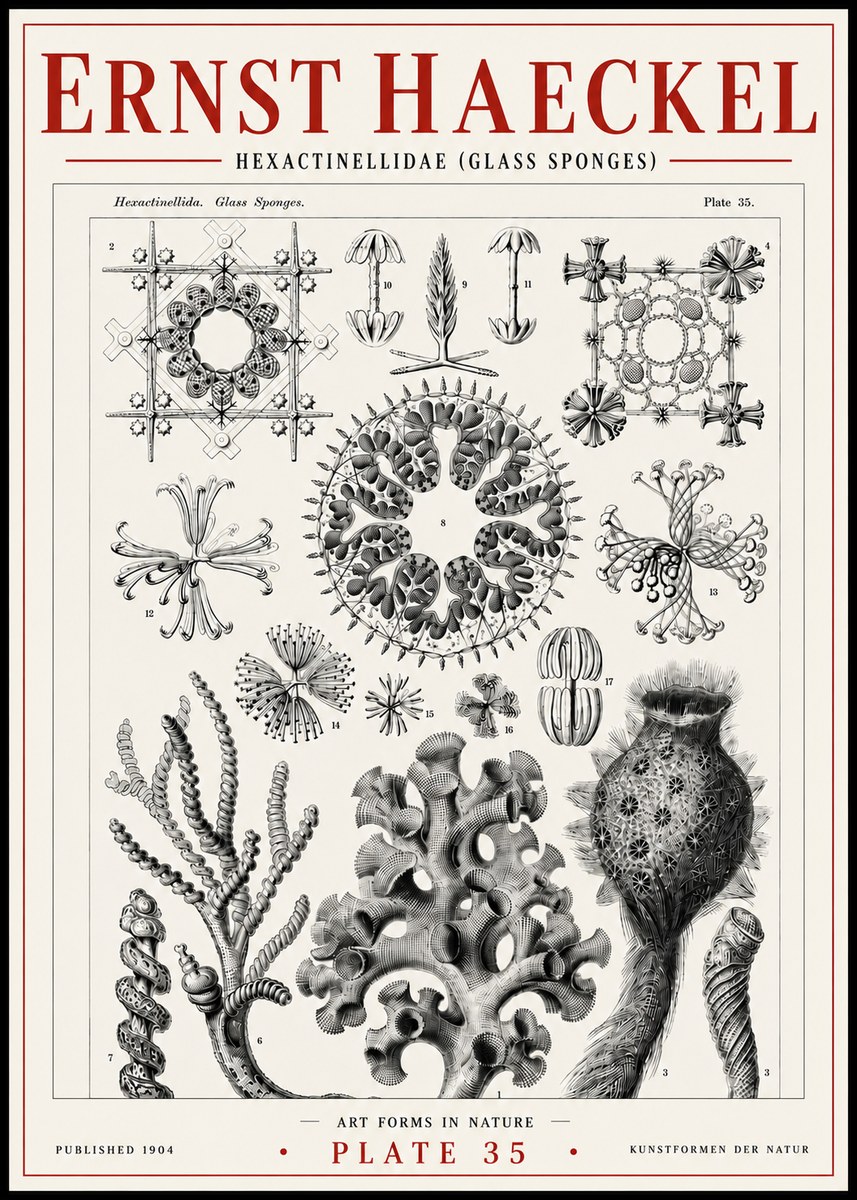 Ernst Haeckel Hexactinellida. Glass Sponges. No6 - Plakat