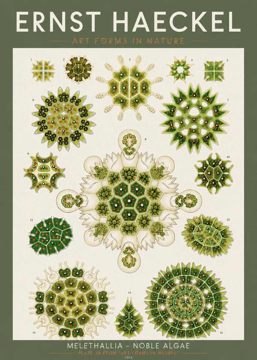 Ernst Haeckel Melethallia - Noble Algae No2 - Plakat