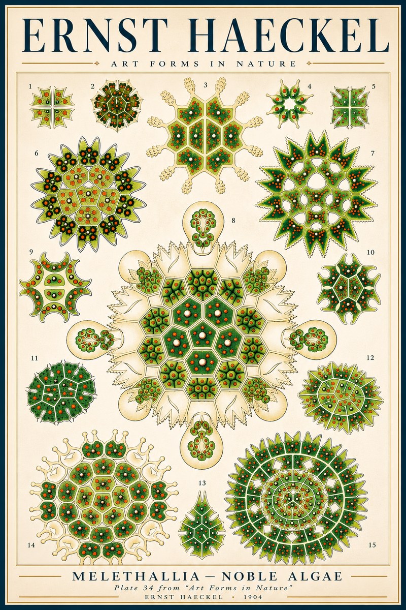 Ernst Haeckel Melethallia - Noble Algae No3 - Plakat