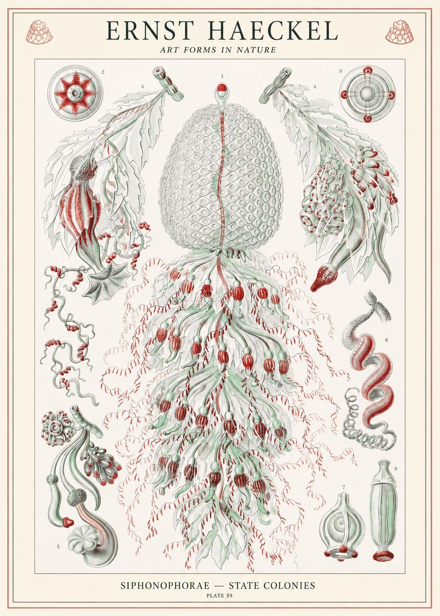 Ernst Haeckel Siphonophorae - State Colonies No1 - Plakat
