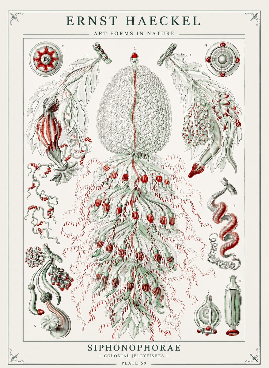 Ernst Haeckel Siphonophorae - State Colonies No3 - Plakat