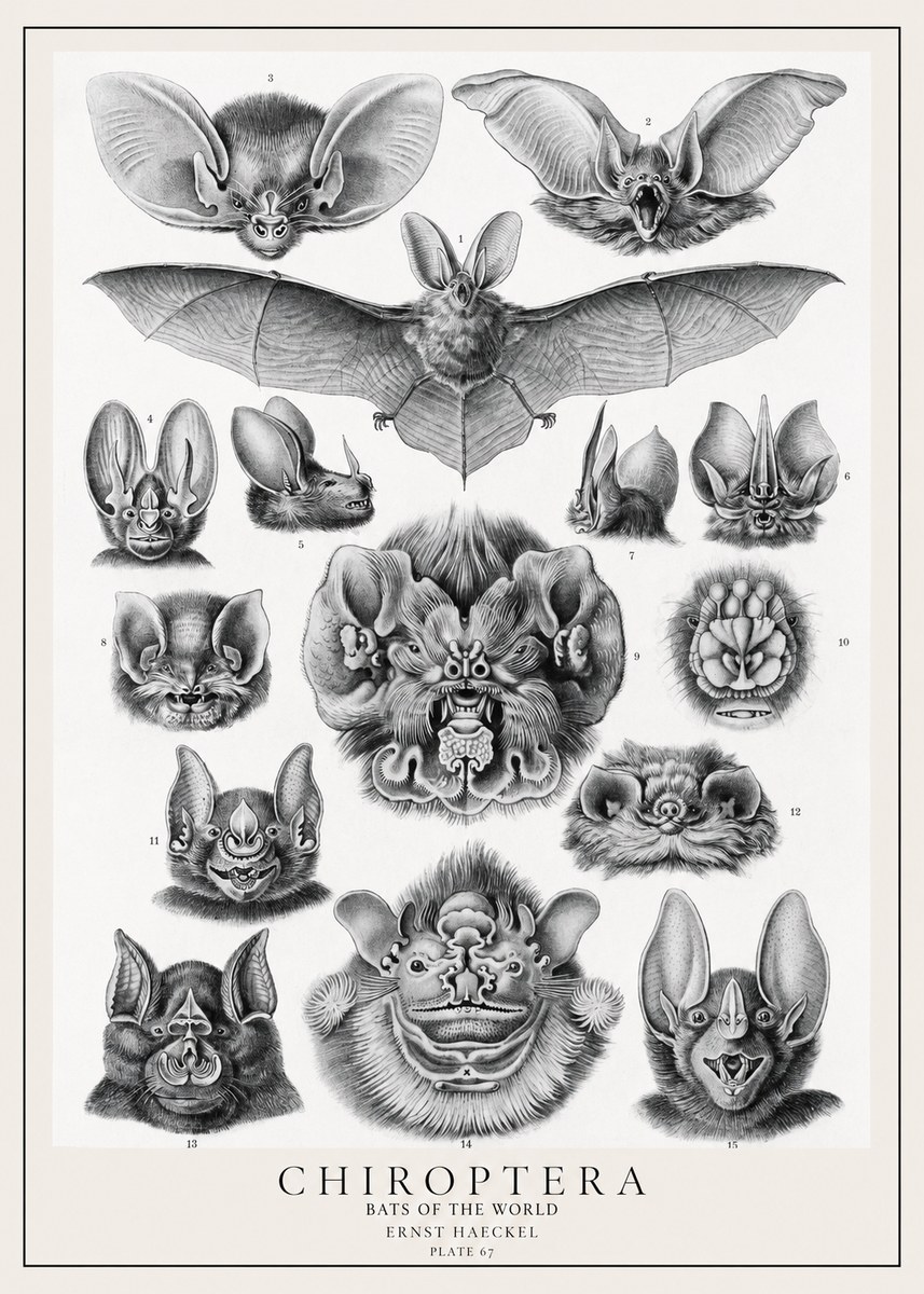 Ernst Haeckel Chiroptera Bats No2 - Plakat
