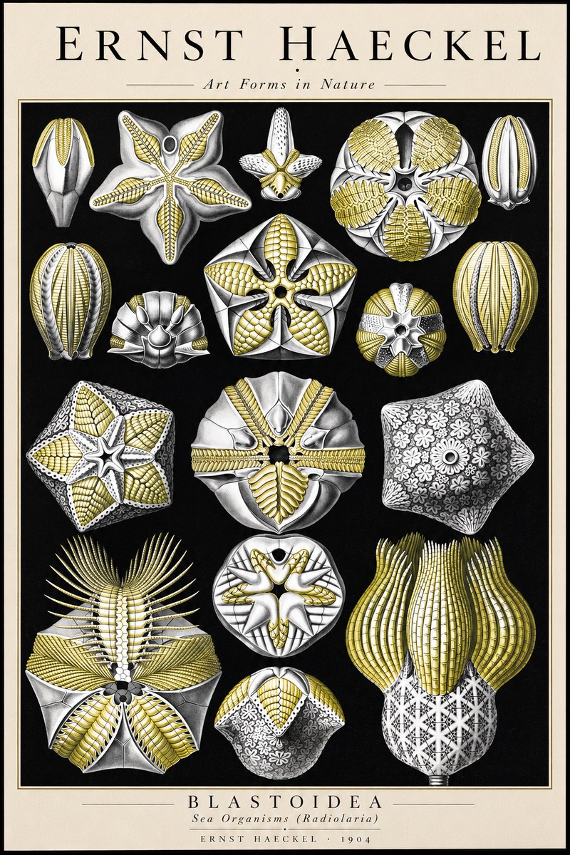 Ernst Haeckel Blastoidea Sea Buds (Snowflakes) No3 - Plakat