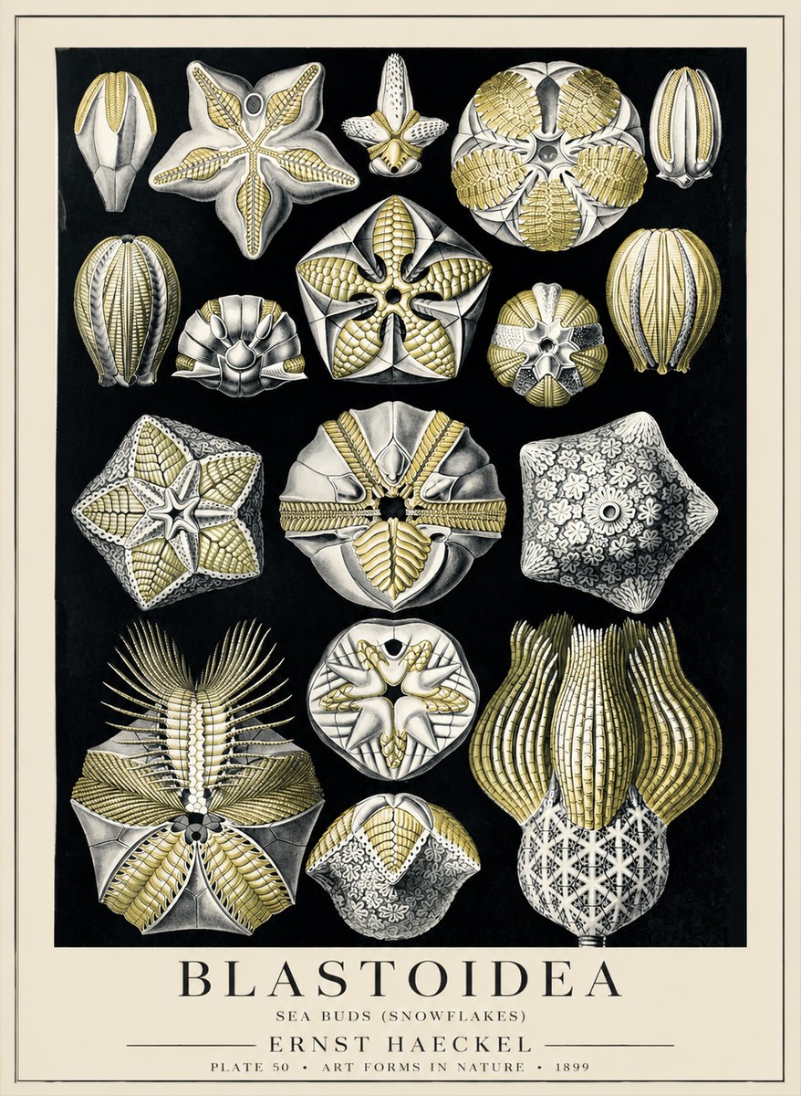 Ernst Haeckel Blastoidea Sea Buds (Snowflakes) No5 - Plakat