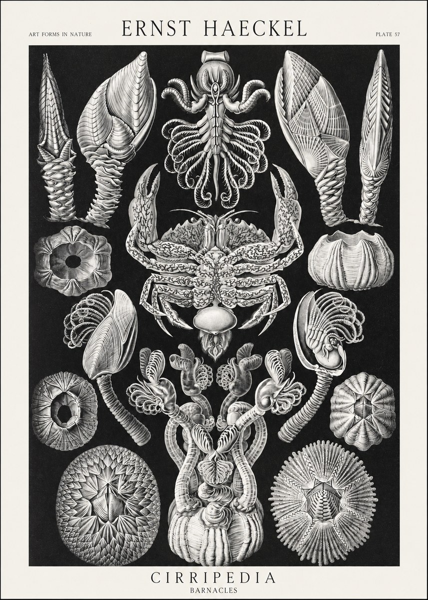 Ernst Haeckel Cirripedia Barnacles No3 - Plakat