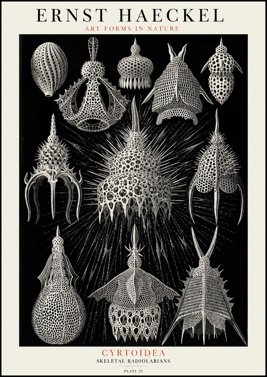 Ernst Haeckel Cyrtoidea - Starry Radiolarians No4 - Plakat