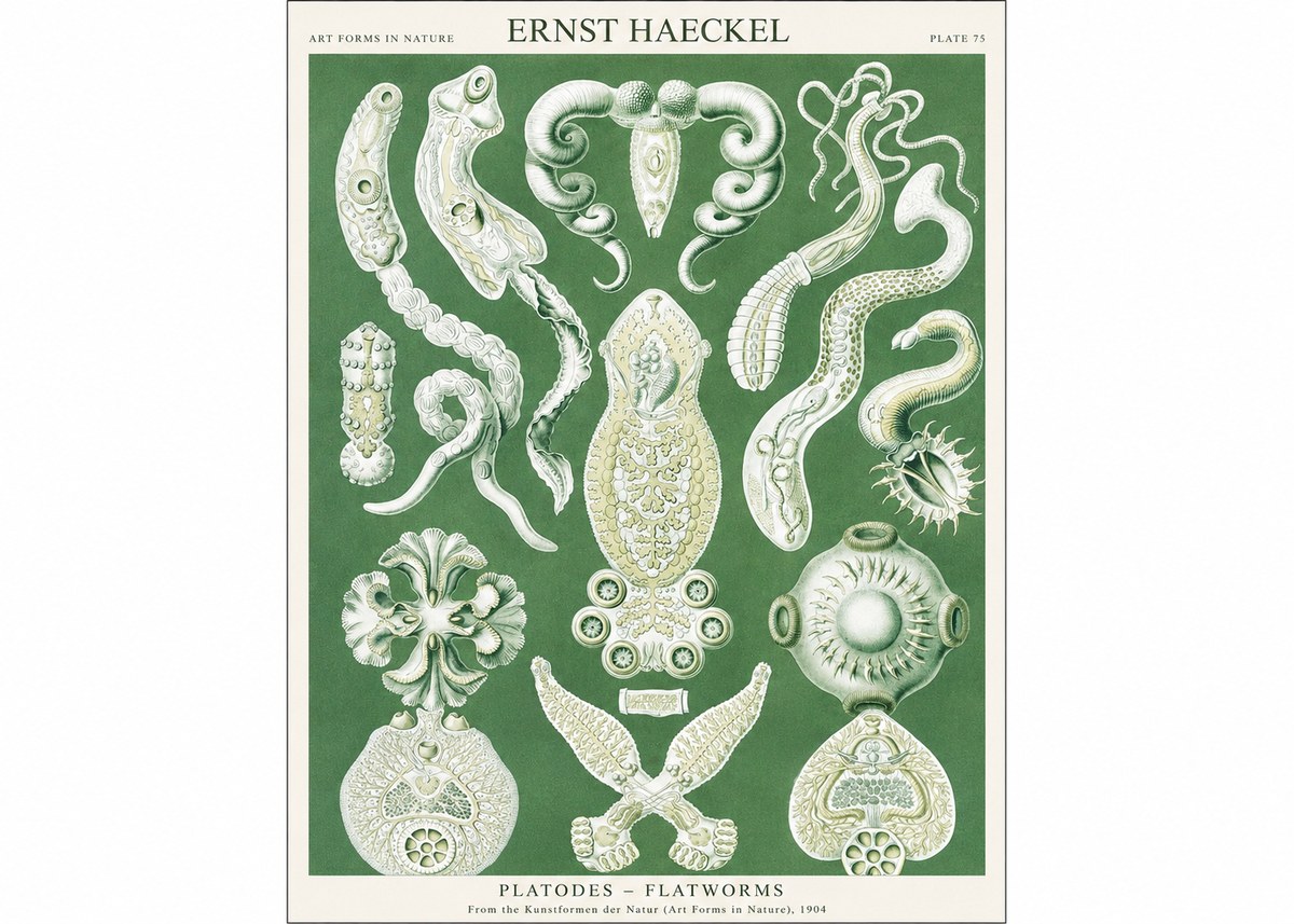Ernst Haeckel Platodes – Flatworms No1 - Plakat