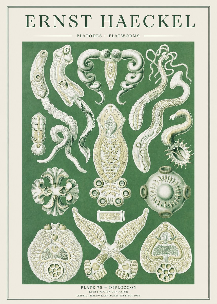 Ernst Haeckel Platodes – Flatworms No2 - Plakat