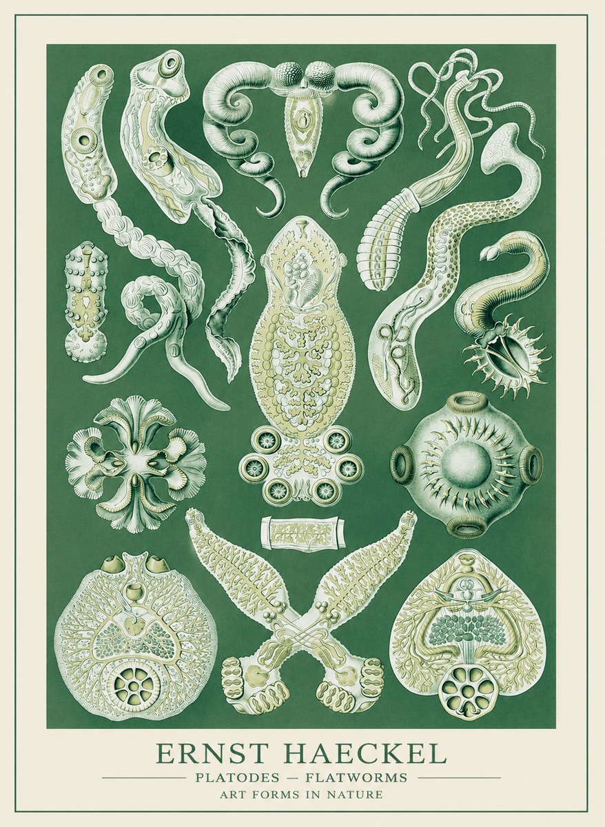 Ernst Haeckel Platodes – Flatworms No3 - Plakat