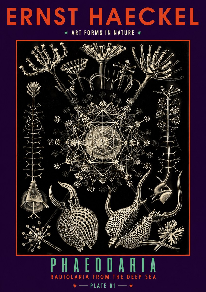 Ernst Haeckel Phaeodaria Radiolarians - Plate 61 No6 - Plakat