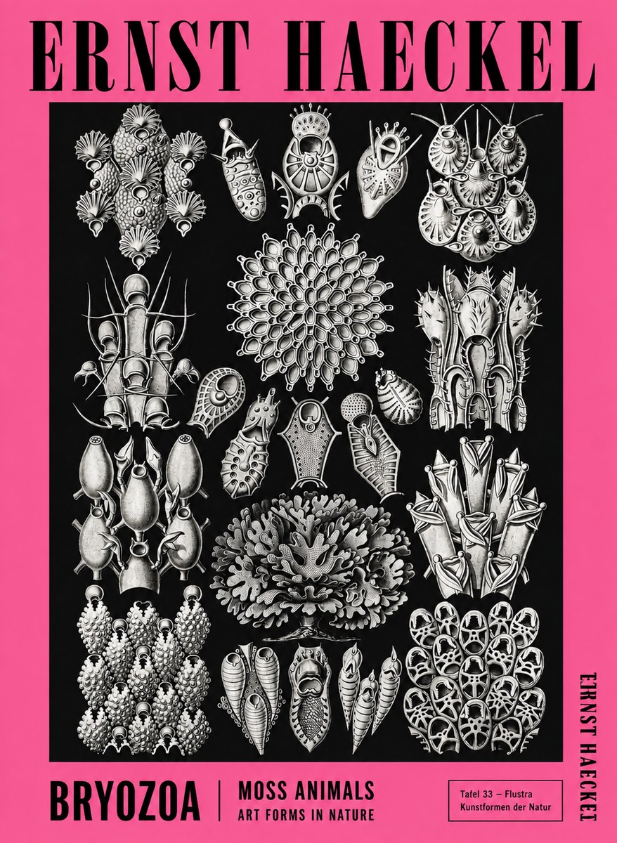 Ernst Haeckel Bryozoa No4 - Plakat