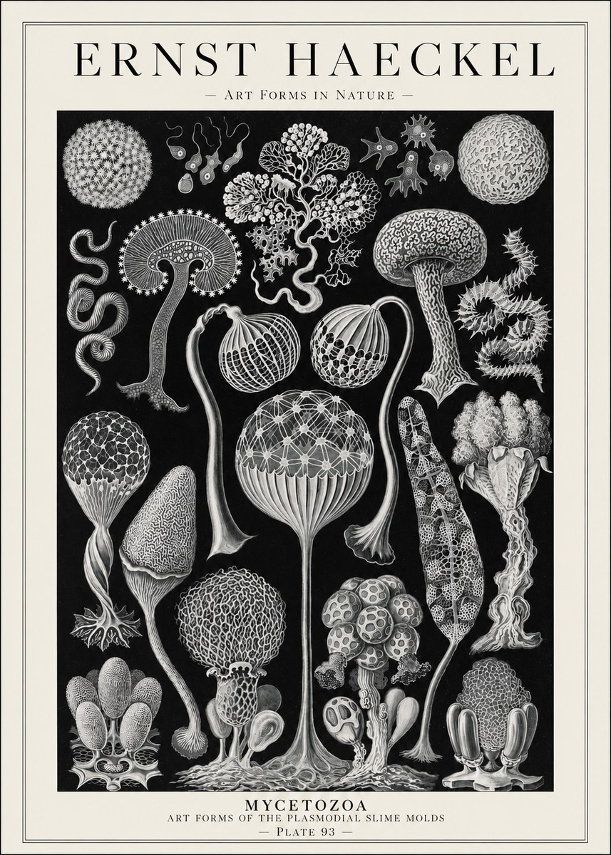 Ernst Haeckel Mycetozoa No1 - Plakat