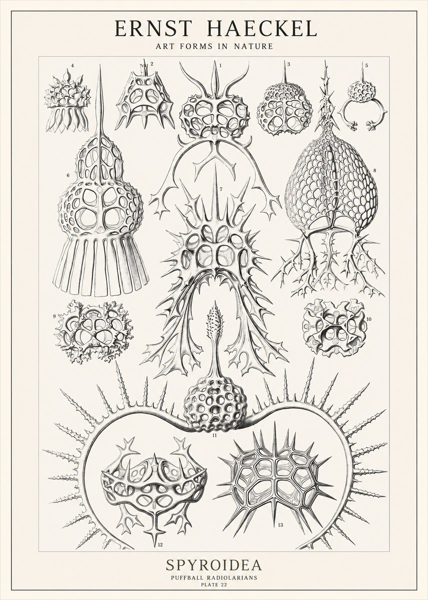 Ernst Haeckel Spyroidea - Puffball Radiolarians - Plate 22 No1 - Plakat