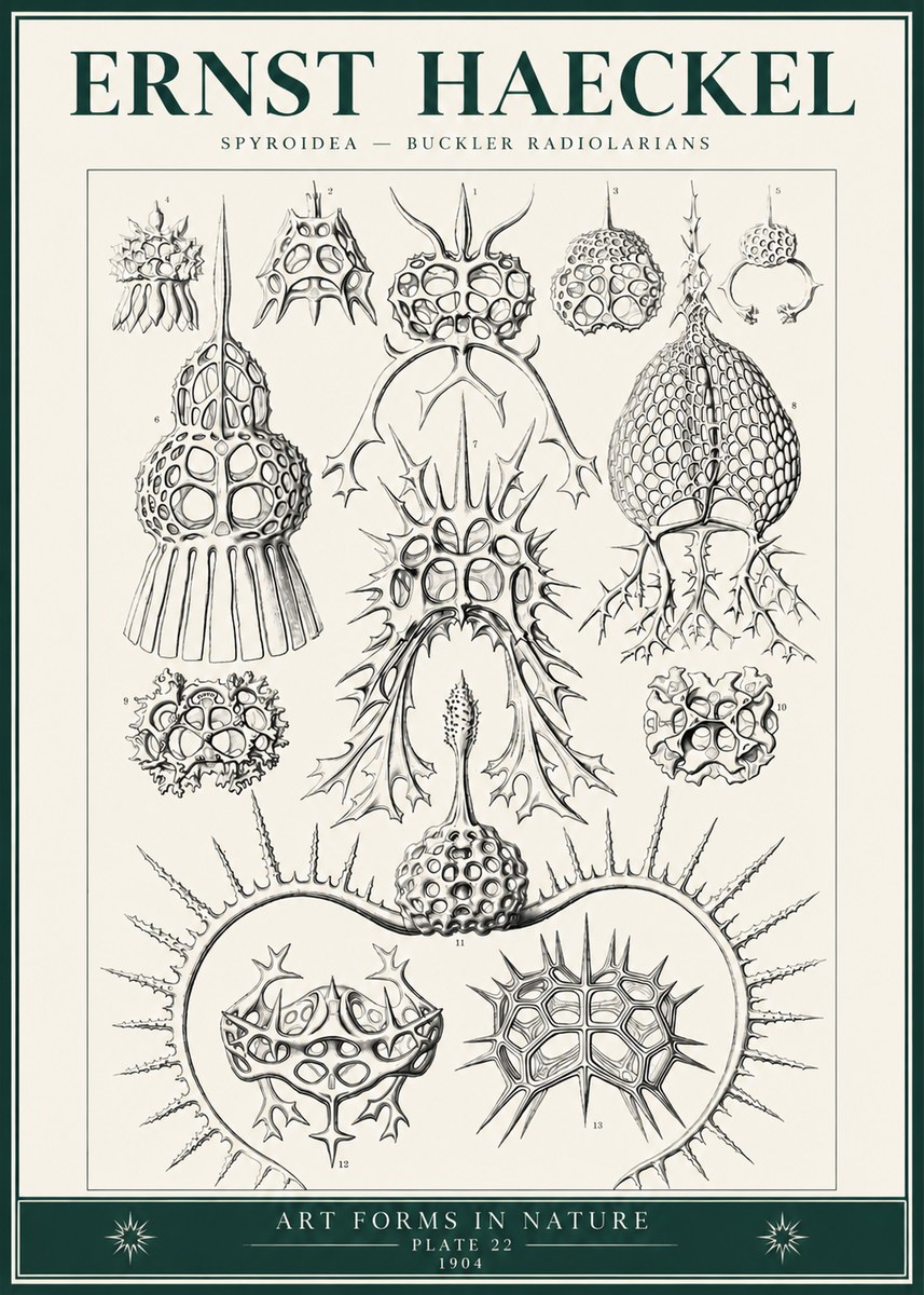 Ernst Haeckel Spyroidea - Puffball Radiolarians - Plate 22 No6 - Plakat