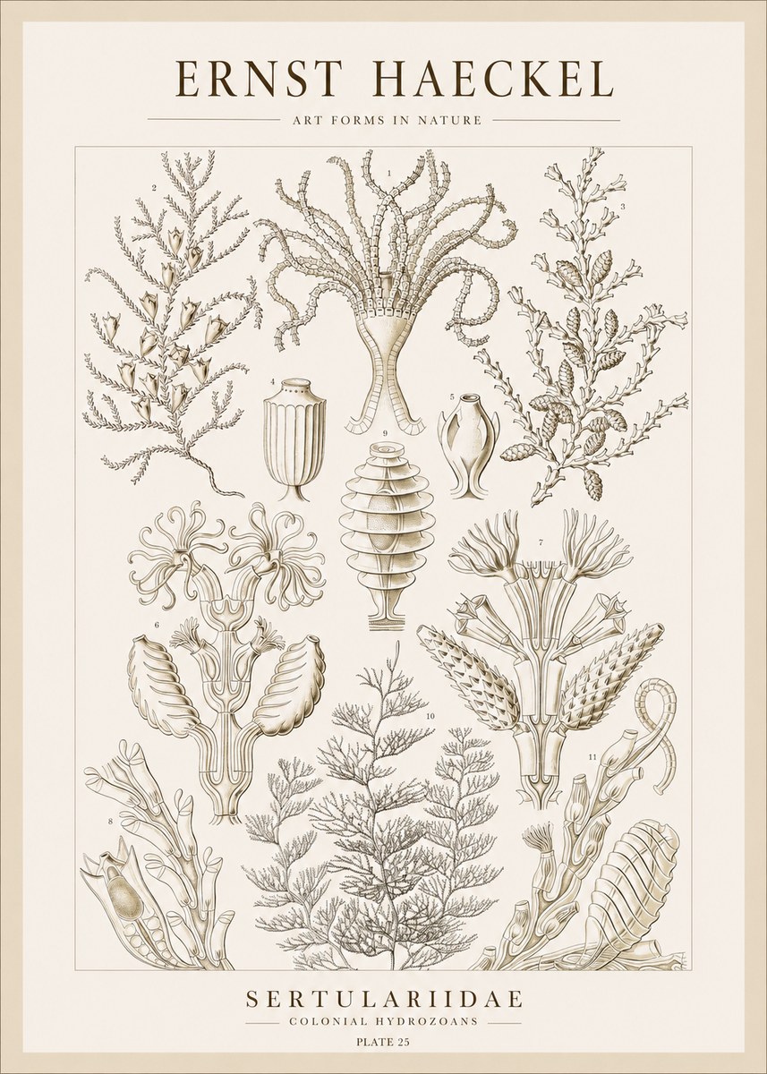 Ernst Haeckel Sertulariidae No1 - Plakat