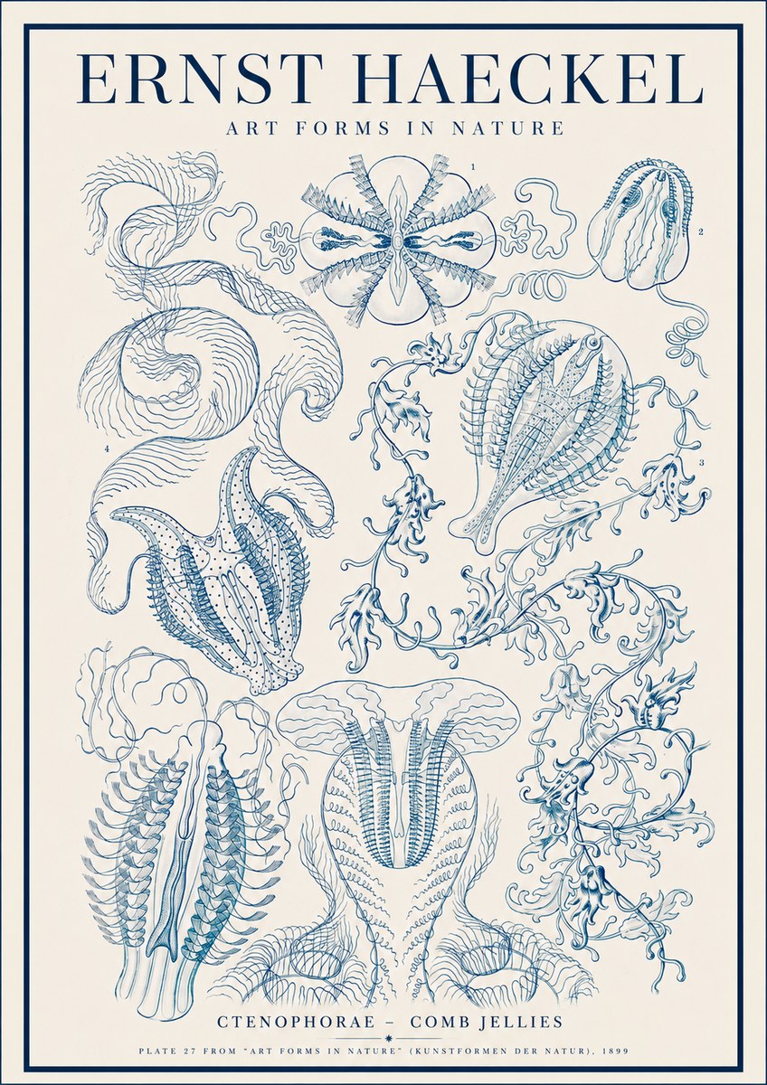 Ernst Haeckel Ctenophoræ – Comb Jellies No4 - Plakat