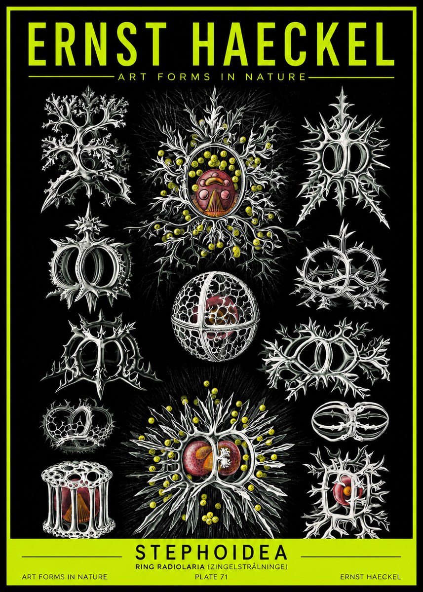 Ernst Haeckel Stephoidea No2 - Plakat