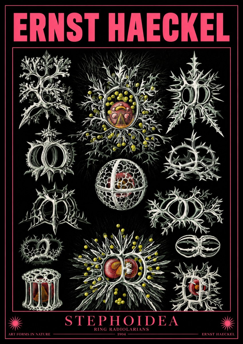 Ernst Haeckel Stephoidea No4 - Plakat