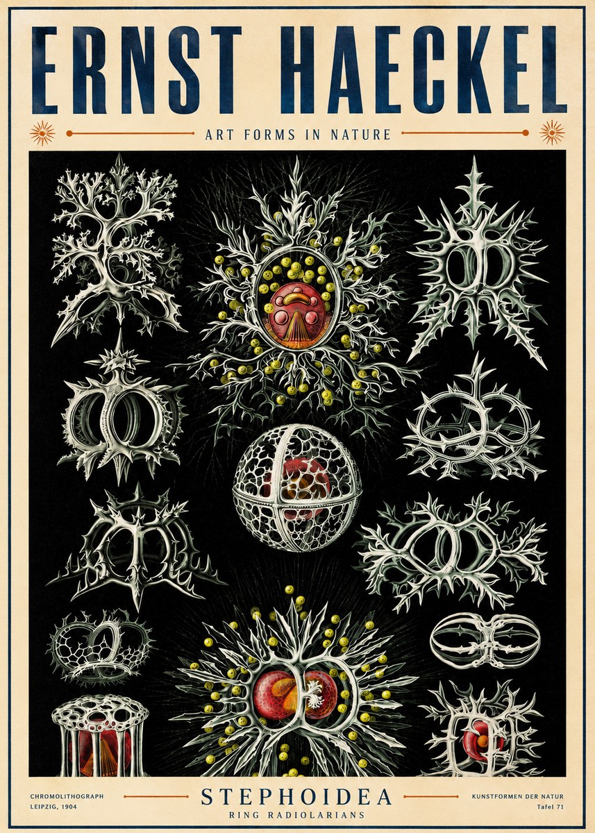 Ernst Haeckel Stephoidea No5 - Plakat