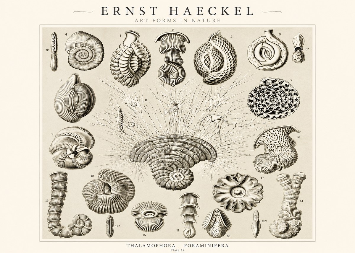 Ernst Haeckel Thalamophora – Foraminifera Plate 12 No1 - Plakat