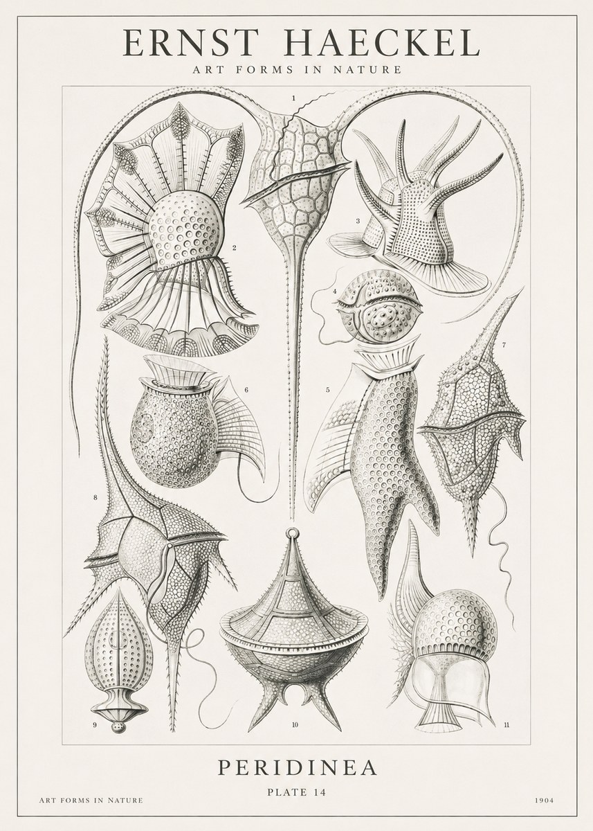 Ernst Haeckel Peridinea No1 - Plakat