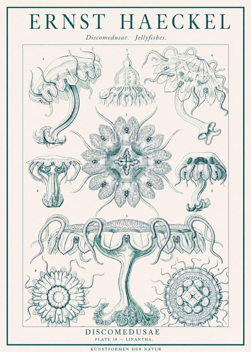 Ernst Haeckel Discomedusae. Jellyfishes. No1 - Plakat