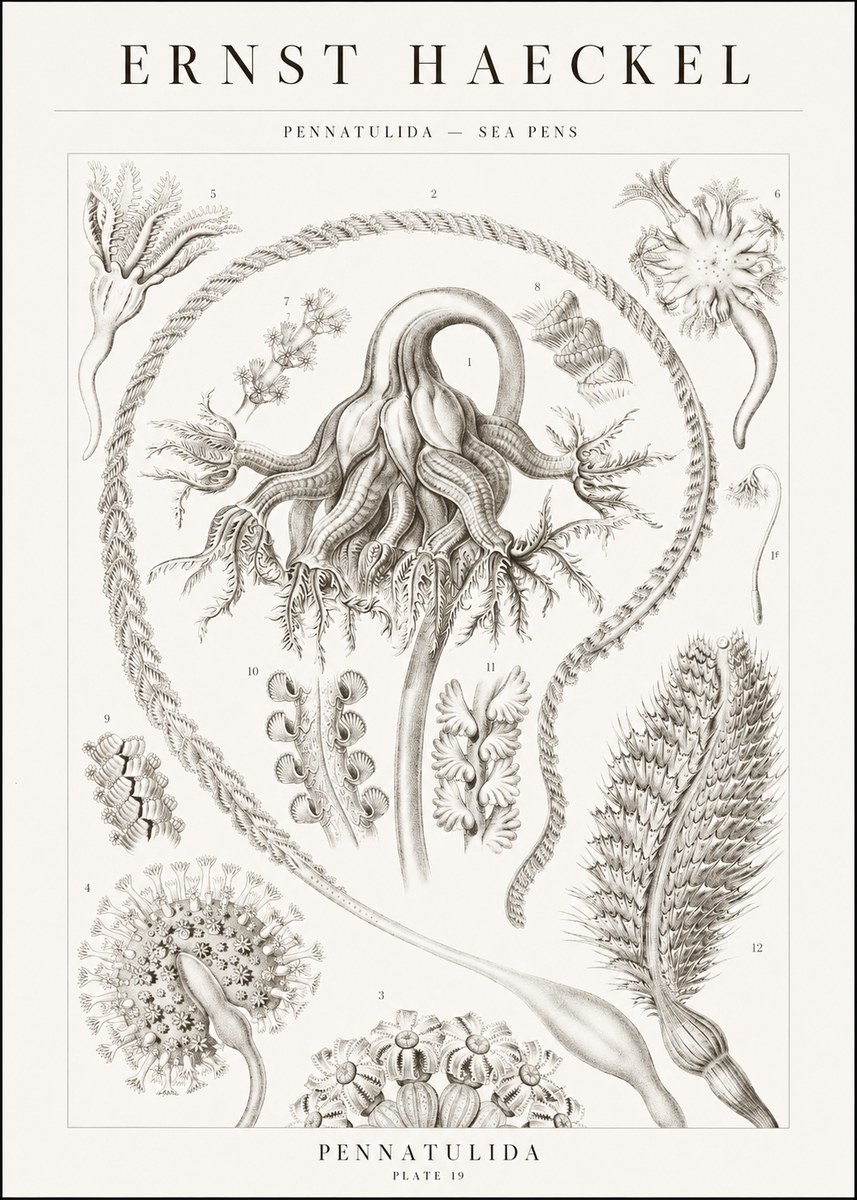 Ernst Haeckel Pennatulida - Sea Pens No1 - Plakat