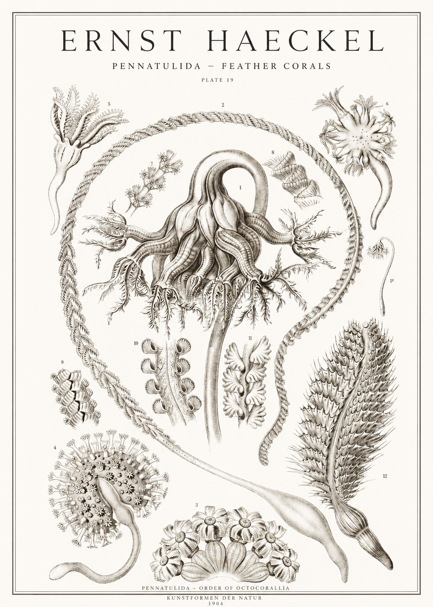 Ernst Haeckel Pennatulida - Sea Pens No2 - Plakat