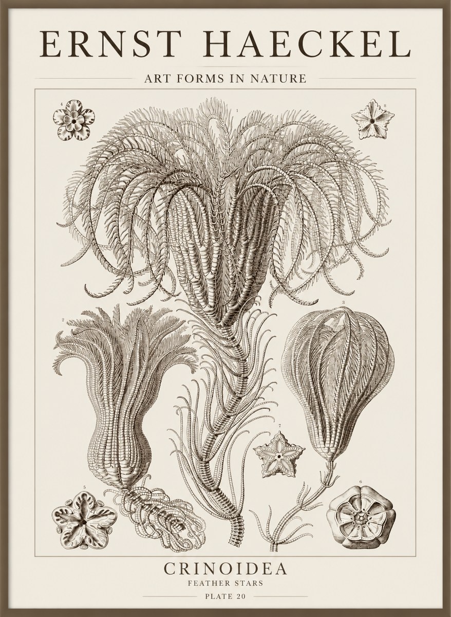 Ernst Haeckel Crinoidea - Palm Lilies No5 - Plakat