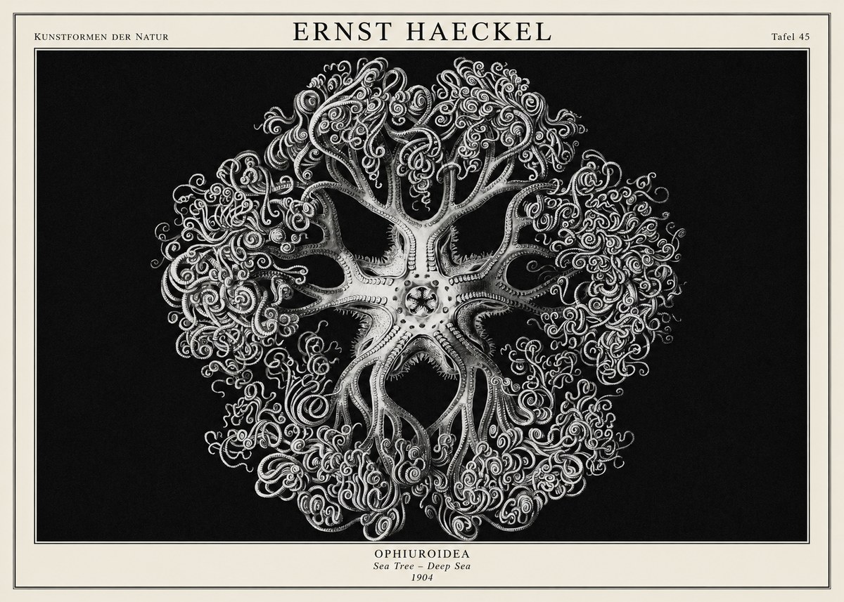 Ernst Haeckel Ophiuroidea Sea Tree - Deep Sea No1 - Plakat