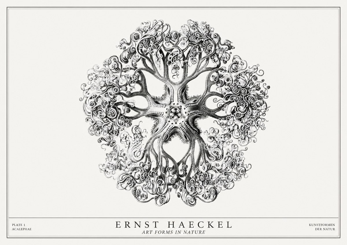 Ernst Haeckel Tree-like Organism No3 - Plakat