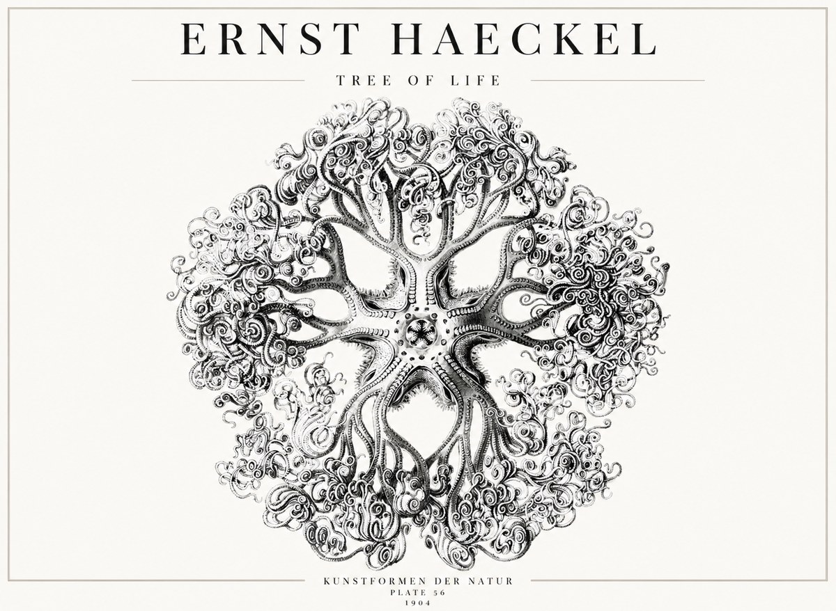 Ernst Haeckel Tree-like Organism No4 - Plakat