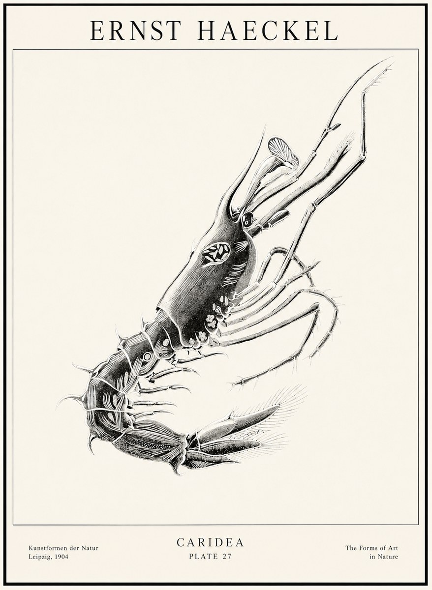 Ernst Haeckel Caridea Plate 27 No1 - Plakat