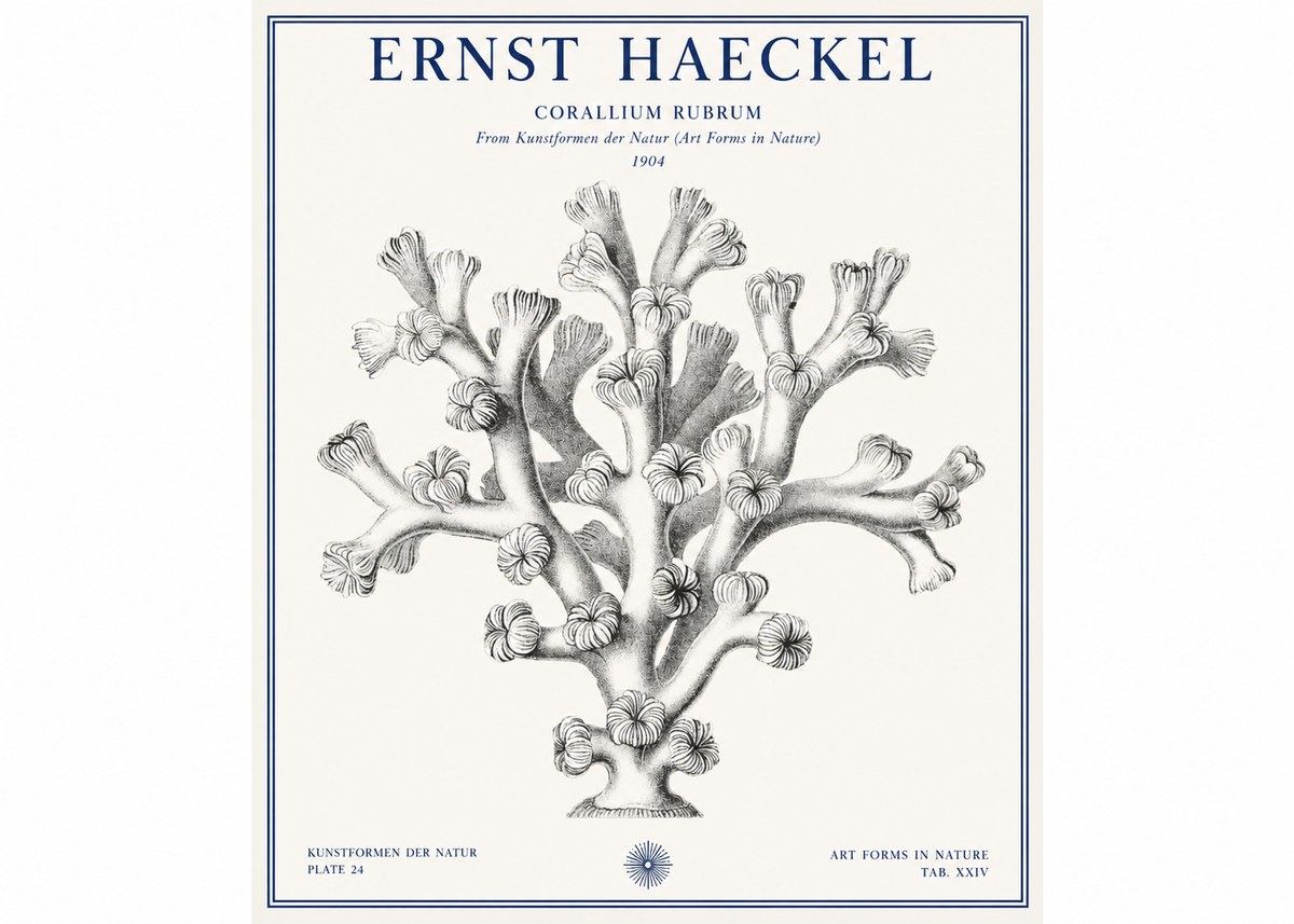Ernst Haeckel Corallium Rubrum II No1 - Plakat