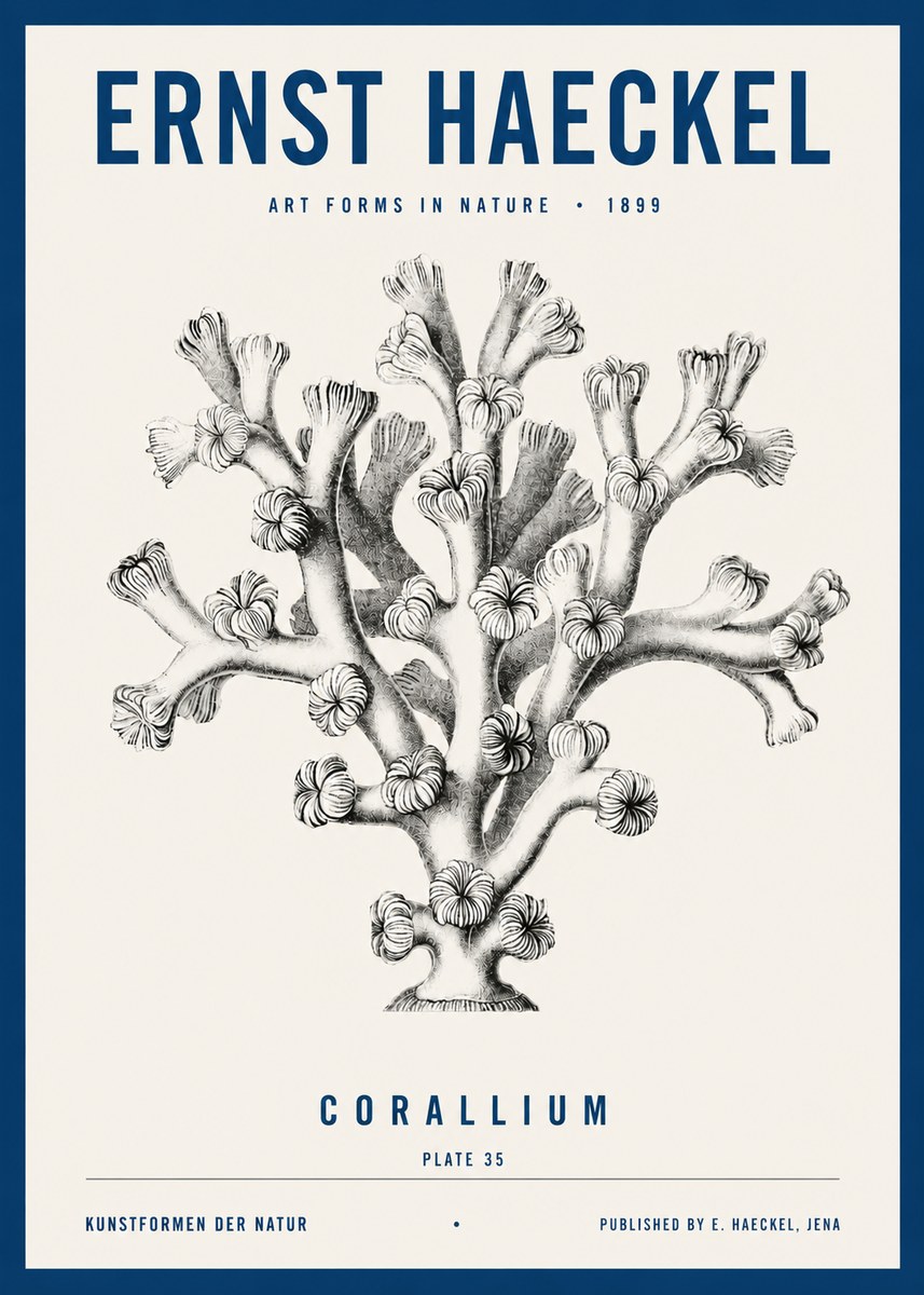 Ernst Haeckel Corallium Rubrum II No4 - Plakat