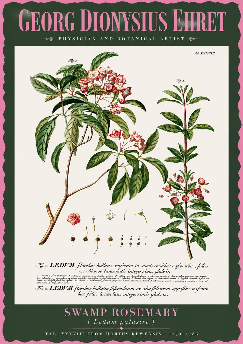 Georg Dionysius Ehret Swamp Rosemary (Ledum Palustre) No2 - Plakat