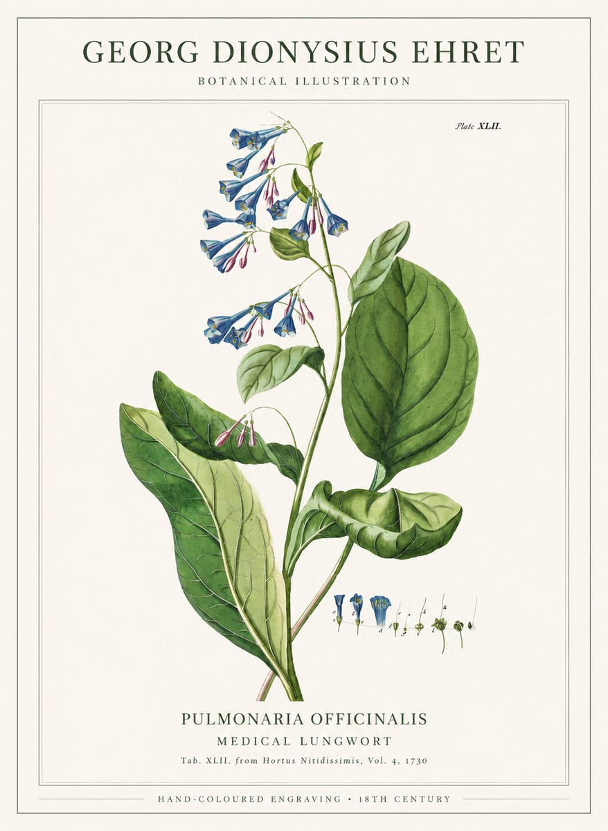 Georg Dionysius Ehret Pulmonaria No6 - Plakat