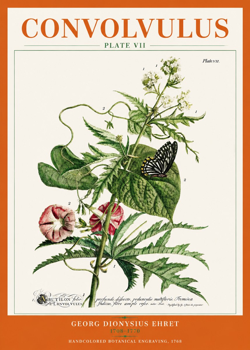 Georg Dionysius Ehret Convolvulus - Plate Vii No3 - Plakat