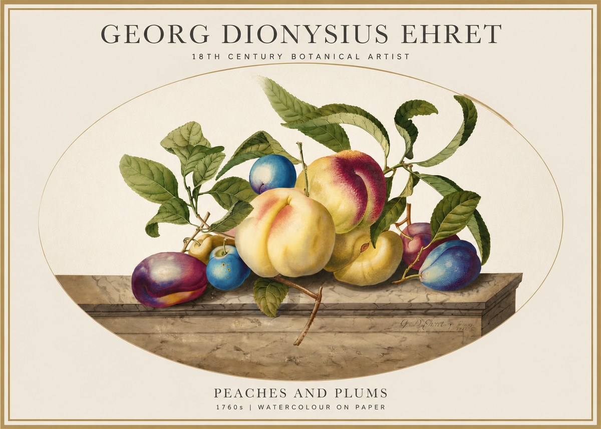 Georg Dionysius Ehret Plums & Peaches No5 - Plakat