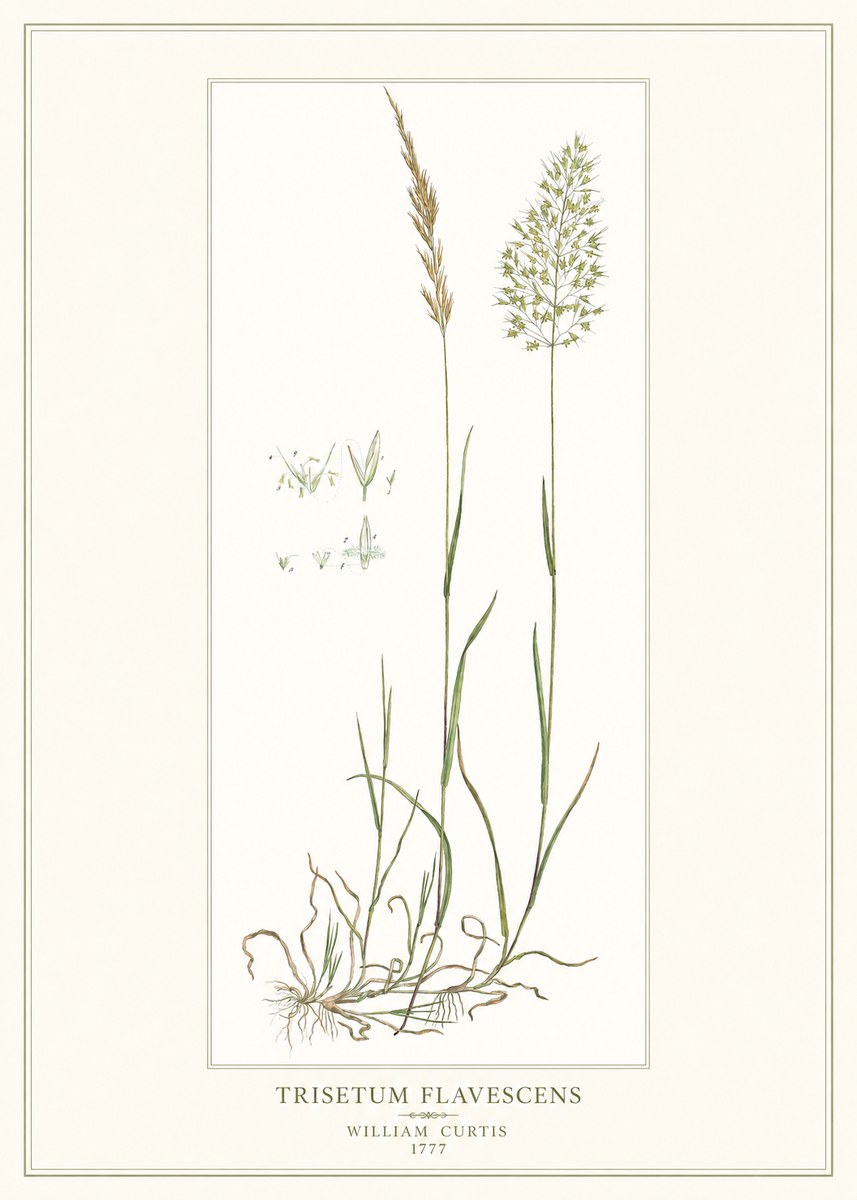 William Curtis Trisetum Flavescens I No1 - Plakat