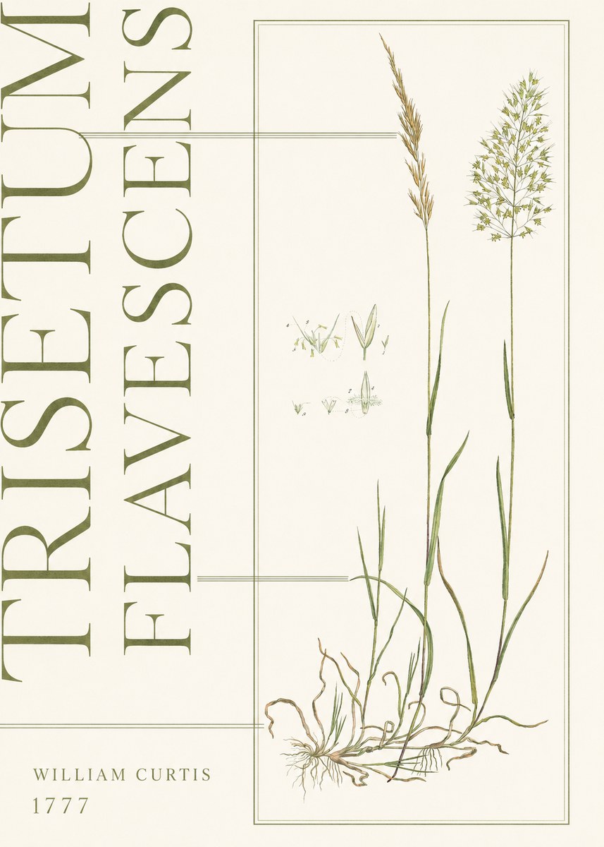 William Curtis Trisetum Flavescens I No5 - Plakat