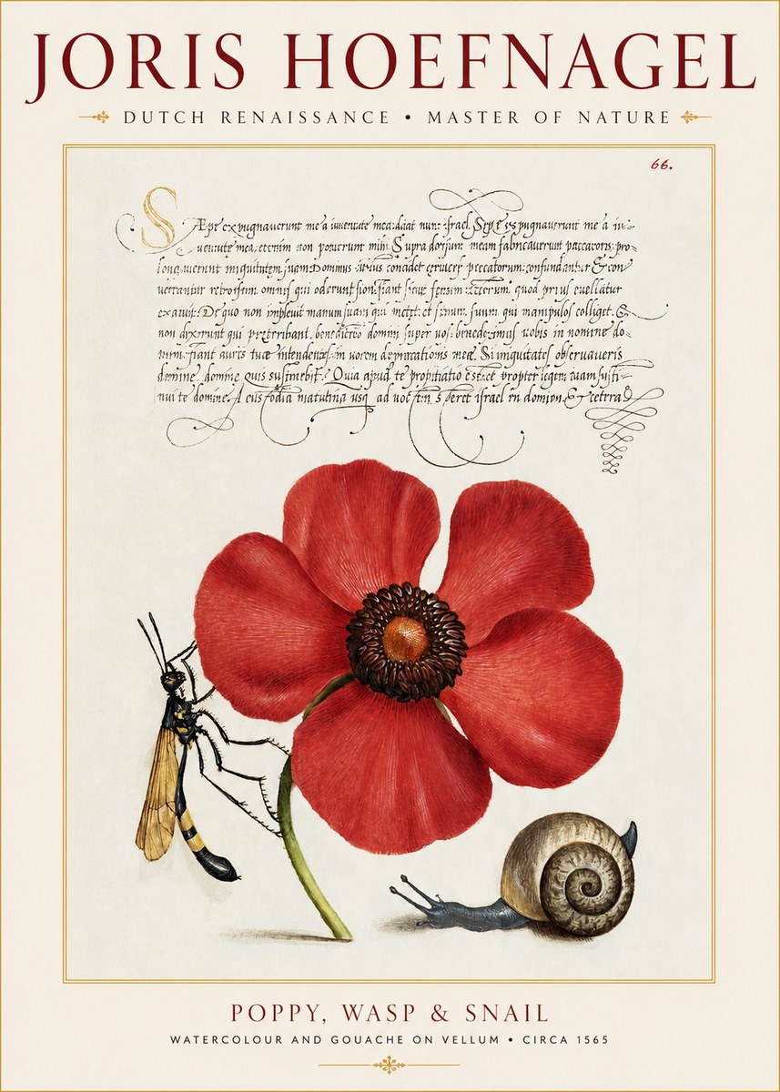 Joris Hoefnagel Poppy, Wasp & Snail No1 - Plakat