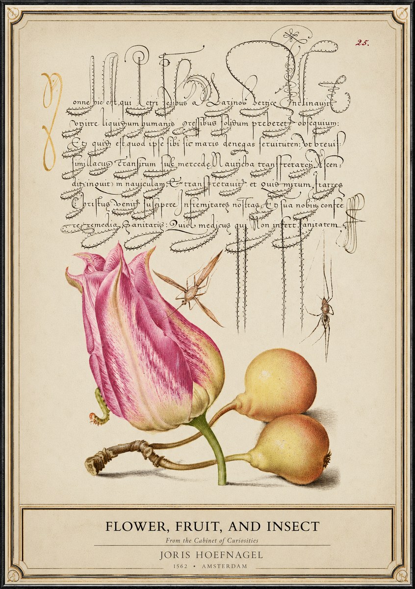 Joris Hoefnagel Tulip and Fruits with Insects No6 - Plakat