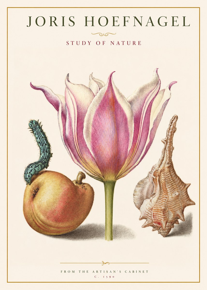 Joris Hoefnagel Tulip, Peach, Caterpillar & Seashell No2 - Plakat